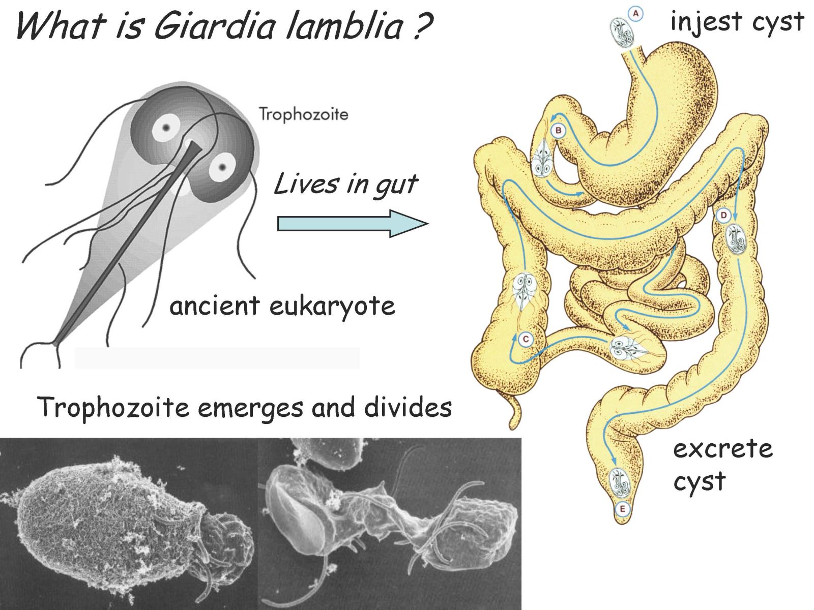 Institute for Bioscience and Biotechnology Research